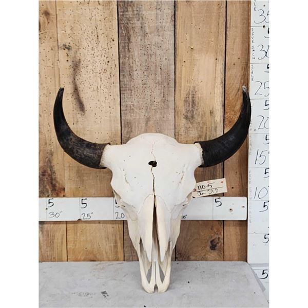 American Bison Buffalo Skull Taxidermy