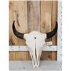 Image 1 : American Bison Buffalo Skull Taxidermy