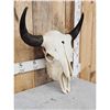 Image 3 : American Bison Buffalo Skull Taxidermy