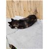 Image 7 : Alaskan Bkack Wolf Full Body Soft Taxidermy Mount