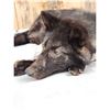 Image 8 : Alaskan Bkack Wolf Full Body Soft Taxidermy Mount