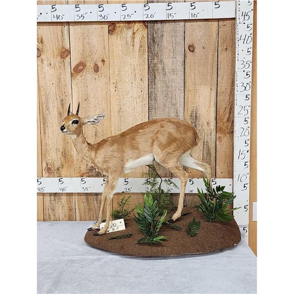 African Steenbok Full Body Taxidermy Mount
