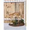 Image 1 : African Steenbok Full Body Taxidermy Mount