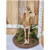 Image 2 : African Steenbok Full Body Taxidermy Mount