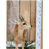 Image 3 : African Steenbok Full Body Taxidermy Mount
