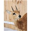 Image 4 : African Steenbok Full Body Taxidermy Mount