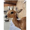 Image 5 : African Steenbok Full Body Taxidermy Mount