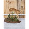 Image 6 : African Steenbok Full Body Taxidermy Mount