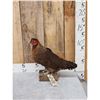 Image 1 : Farm Chicken Full Body Taxidermy Mount