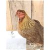 Image 2 : Farm Chicken Full Body Taxidermy Mount
