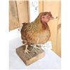 Image 4 : Farm Chicken Full Body Taxidermy Mount