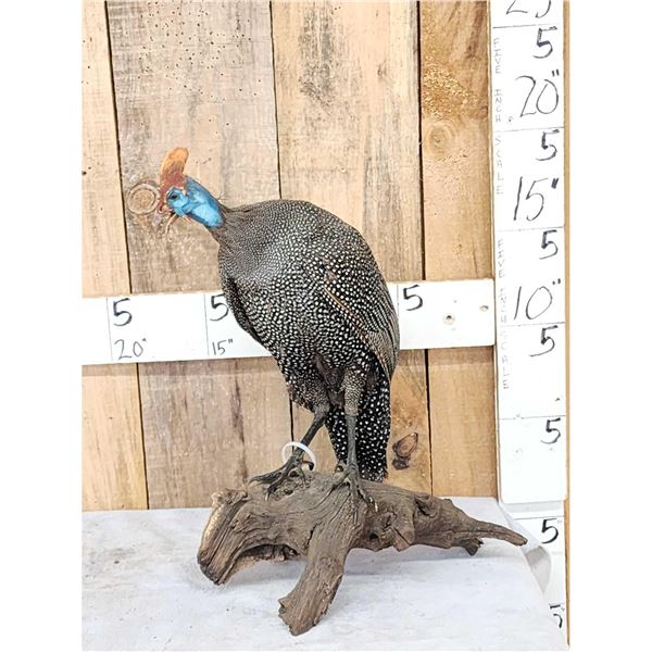 Helmeted Guinea Gowl Full Body Bird Taxidermy