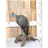 Image 1 : Helmeted Guinea Gowl Full Body Bird Taxidermy
