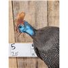 Image 2 : Helmeted Guinea Gowl Full Body Bird Taxidermy