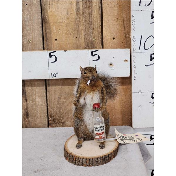 Naughty Squirrel Full Body Taxidermy Mount