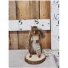 Image 1 : Naughty Squirrel Full Body Taxidermy Mount