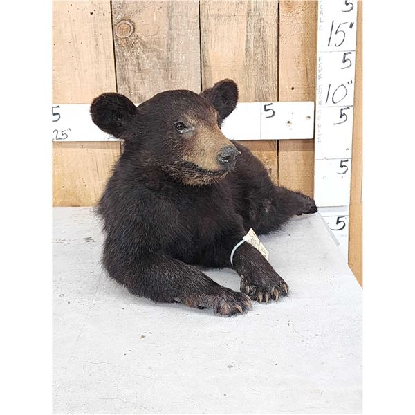 Black Bear Cub Full Body Taxidermy Mount
