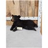 Image 2 : Black Bear Cub Full Body Taxidermy Mount