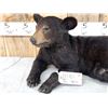 Image 3 : Black Bear Cub Full Body Taxidermy Mount