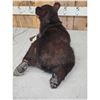 Image 4 : Black Bear Cub Full Body Taxidermy Mount