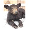 Image 6 : Black Bear Cub Full Body Taxidermy Mount