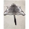 Image 4 : Plains Zebra Rug Taxidermy
