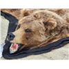 Image 3 : Alaskan Grizzly Bear Rug Taxidermy