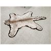 Image 5 : Mountain Lion Cougar Rug Taxidermy