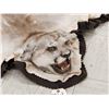 Image 9 : Mountain Lion Cougar Rug Taxidermy