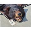 Image 2 : Nice Little Black Bear Rug Taxidermy
