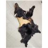 Image 10 : Black Bear Rug Taxidermy