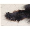 Image 4 : Black Bear Rug Taxidermy