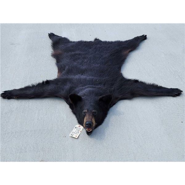 Black Bear Rug Taxidermy