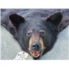 Image 2 : Black Bear Rug Taxidermy