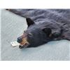 Image 4 : Black Bear Rug Taxidermy