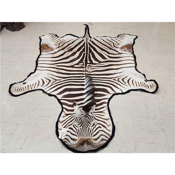 African Plains Zebra Rug Taxidermy