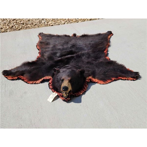 Big Black Bear Rug Taxidermy