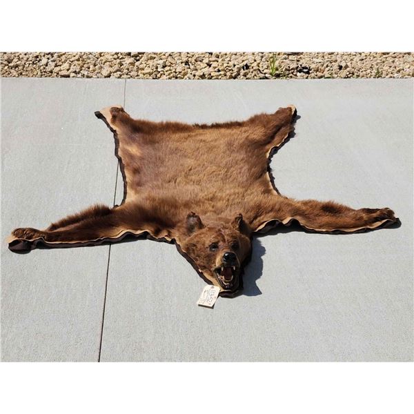 Cinnamon Phase Black Bear Rug Taxidermy