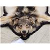 Image 2 : Alaskan Wolf Rug Taxidermy