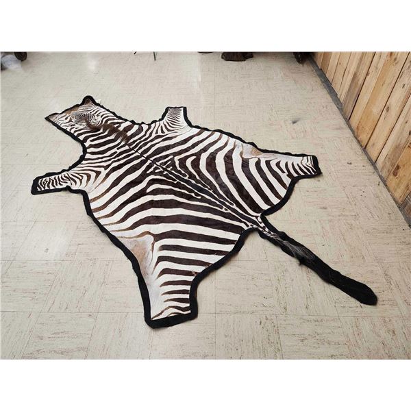 African Plains Zebra Rug Taxidermy