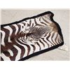 Image 4 : African Plains Zebra Rug Taxidermy