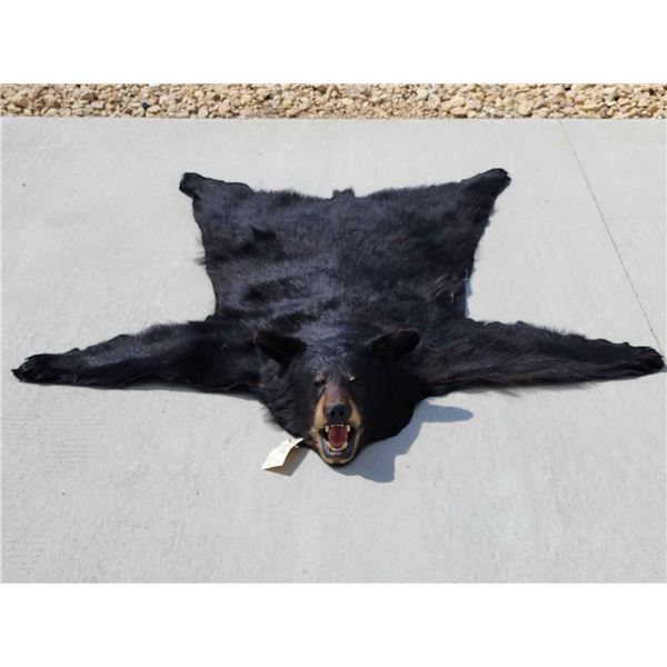 Nice Black Bear Rug Taxidermy