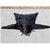 Image 1 : Nice Black Bear Rug Taxidermy