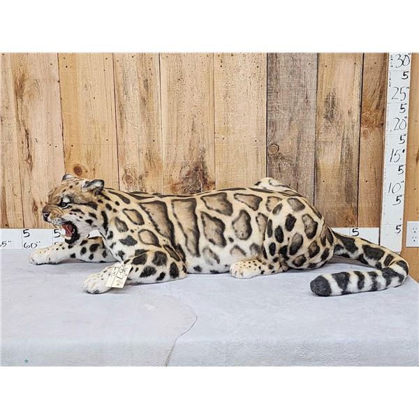 100% Reproduction Clouded Leopard Full Body Taxidermy Mount
