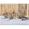 Image 1 : 100% Reproduction Clouded Leopard Full Body Taxidermy Mount