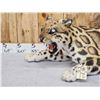 Image 2 : 100% Reproduction Clouded Leopard Full Body Taxidermy Mount