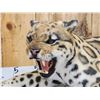 Image 3 : 100% Reproduction Clouded Leopard Full Body Taxidermy Mount