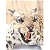 Image 7 : 100% Reproduction Clouded Leopard Full Body Taxidermy Mount