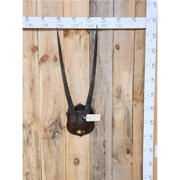 African Gemsbok Horns On Plaque Taxidermy