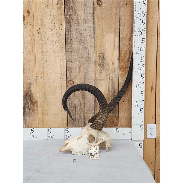 FREAK African Waterbuck Skull Taxidermy